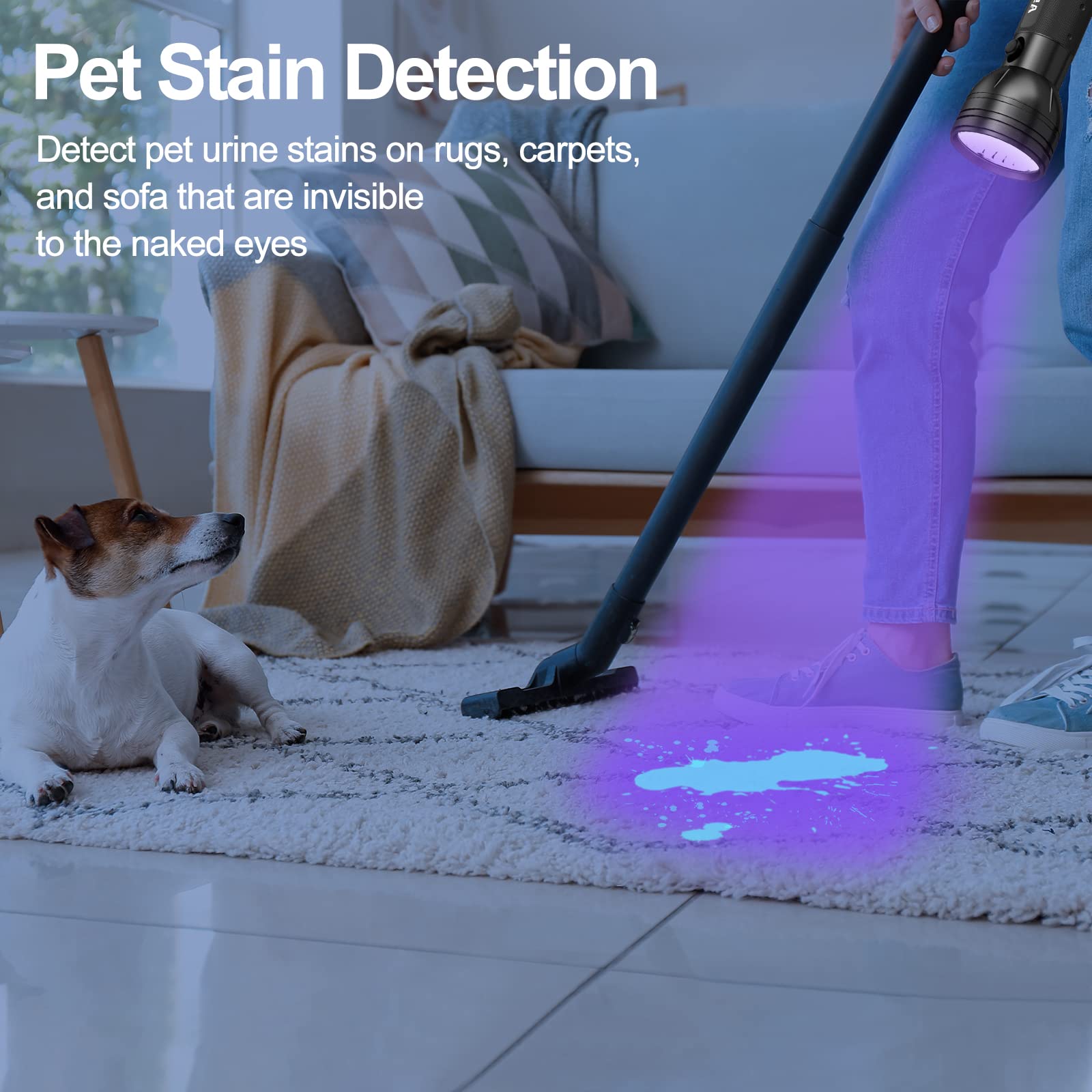 A person uses the Vansky Black Light UV Flashlight on a light rug while their dog sits nearby. The purple 51 LED blacklight reveals hidden pet urine and dry stains—perfect for detecting messes on rugs, carpets, or sofas. No more missed stains!.